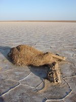 Dead Camel