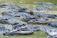 Everglades Gatorade