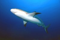 Reef shark from below