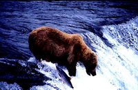 Brooks Camp Katmai NP