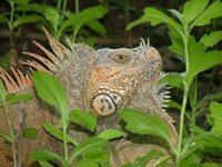Iguana.Cozumel, México.Varo