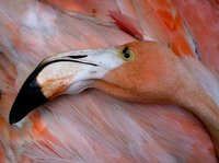 Flamingo/Bonaire