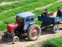 North Korean farmers