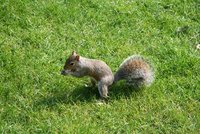 Squirrel at Saint James's Park
