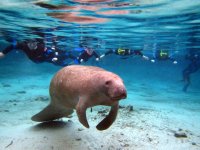 Big Beautiful Manatee