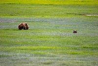 Bears at Lake Clark Wilderness