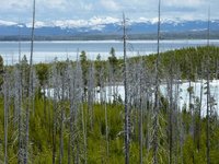 Landscape of Yellowstone