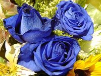 Blue Mood