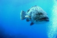 Potato Cod...