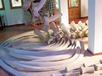 Whale bones