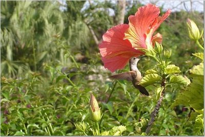 Here's a lucky shot of a hummingbird in a hibiscus at the Versailles Gardens in the Bahamas