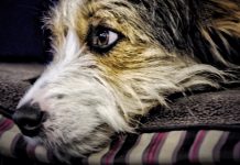 Reducing the Risks of Cancer for Dogs