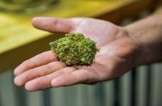 Why do you need the help of the online stores for weed purchase?